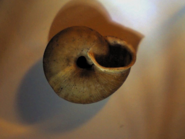 Chilostoma (Campylaea) planospira var. neapolitana